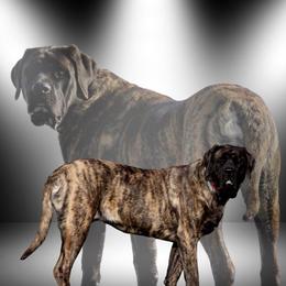Bagheera - Mastiff