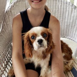 Rey - Cavalier King Charles Spaniel