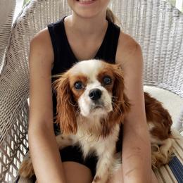 Rey - Cavalier King Charles Spaniel