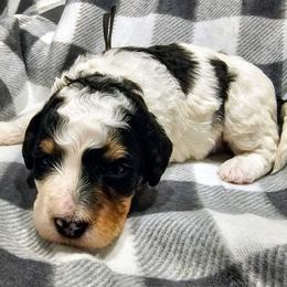 Cedar - Tri-color male Bernedoodle puppy in Forest, Ohio from Mini Doodle Buddies