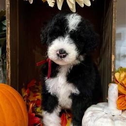 Harvest - Black and white male Bernedoodle puppy in Gilbert, Arizona from The Berne Barn... it’s a Doodle thing!