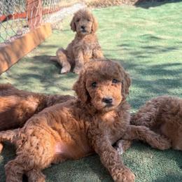 Purple Color Girl - Red  female Goldendoodle puppy in Loma Rica, California from BloomingPuppies
