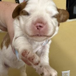 Homer jr - Blenheim male Cavalier King Charles Spaniel puppy in Spring Hill, Florida from Wonderland Cavaliers