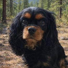 Ann - Cavalier King Charles Spaniel