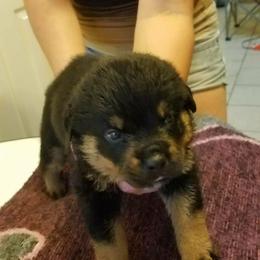 Boy5 - Black and mahogany male Rottweiler puppy in Bartonsville, Pennsylvania from Karol's Rottweilers