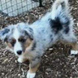 Miniature American Shepherds from Ayers Rock Kennel
