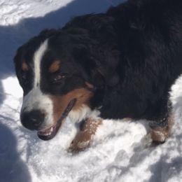 Nola - Bernese Mountain Dog