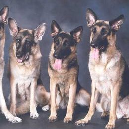 German Shepherds from Black Forest