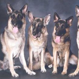 German Shepherds from Black Forest