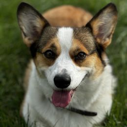 Lily - Pembroke Welsh Corgi