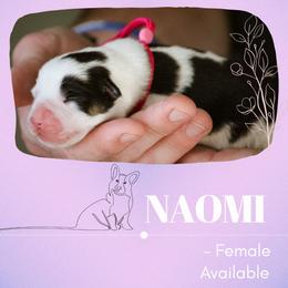 Naomi - Black and tan female Pembroke Welsh Corgi puppy in South Otselic, New York from Ridge Top Corgis