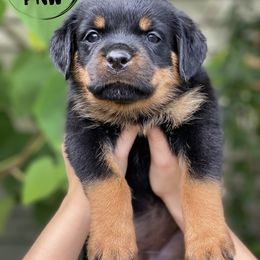 Rottweiler Puppies from KarmaKennelPNW