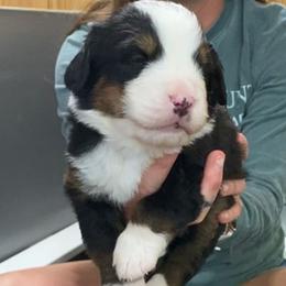 Maroon Collar Male - Black rust and white male Bernese Mountain Dog puppy in Bristol, Tennessee from Holston Hollow Farm