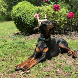 Doberman Pinscher All Grown Up from Blue Moon Dobermans