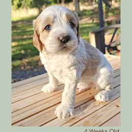 Red Parti Merle Boy - Merle male Cockapoo puppy in Stayton, Oregon from MoSa Ranch Cockapoos