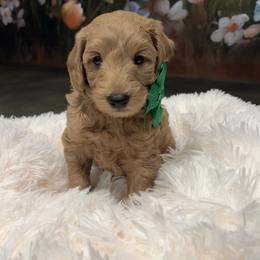 Hunter - Apricot male Goldendoodle puppy in Stroudsburg, Pennsylvania from Momma’s Mini Goldendoodles