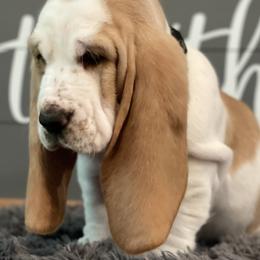 Basset Hounds from RiverBottom Bassets