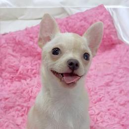 Chihuahua Puppies from Petite Pups LLC