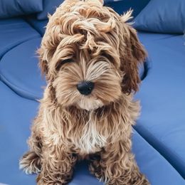Cockapoo puppies from The Perks of Pups