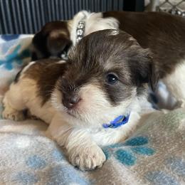 Buzz blue collar - Parti male Miniature Schnauzer puppy in Anthony, Florida from Amanda Tragash