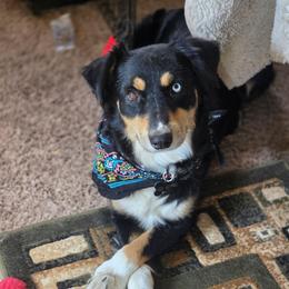 Lylah - Australian Shepherd