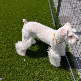 Miniature Schnauzer puppies from West Valley Schnauzers