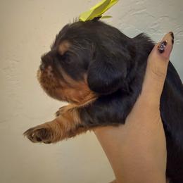 Cavalier King Charles Spaniel and Cavapoo Puppies from Unicorn Tears and Cavaliers