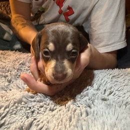Gohan - Chocolate and tan male Dachshund puppy in Modesto, California from Once Upon a Mini Dachshund
