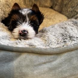 Fonzie - Black tan and white male Biewer Terrier puppy in Lynchburg, Virginia from Kilmaren Cavaliers and Born in the USA Biewer Terriers