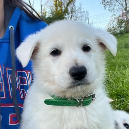 Casper - White male German Shepherd puppy in Yuba City, California from Barton’s German Shepherds