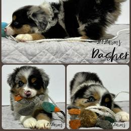 (1) Dasher, BMM - Blue merle male Miniature American Shepherd puppy in Huntington, Texas from JKKJ Farms
