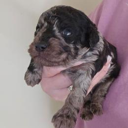 Beau - Blue merle male Bernedoodle puppy in Galena, Illinois from Perry's doodles