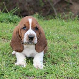 Mary - Red and white female Basset Hound puppy in Missouri from Clevenger Farms