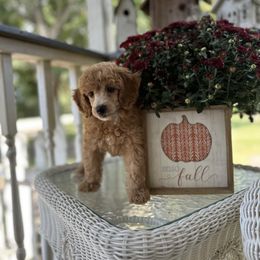Snickerdoodle - Parti female Poodle puppy in Dayton, Texas from Wolfe Island Poodles