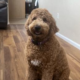 Missy - Red  female Goldendoodle puppy in Littleton, Colorado from Apex Ultra Doodles