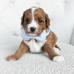 Salty - Red  male Goldendoodle puppy in Sterling, Illinois from Charley's Goldendoodles