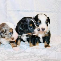 Miniature Australian Shepherd Puppies from Broken T Australian Shepherds