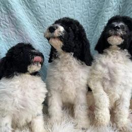 Goldendoodle and Poodle Puppies from Elizabeth Rocha's Doodles