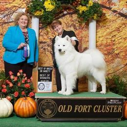 Nico - Samoyed