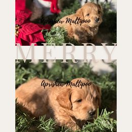 Ford - Apricot Maltipoo puppy in Weatherford, Texas from Aprishew Maltipoo