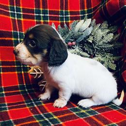 Ginny - Chocolate and tan female Dachshund puppy in Stilwell, Oklahoma from MB’s Dachshunds