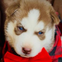 Rowan - Red and white male Siberian Husky puppy in Atlanta, Georgia from Lobban Huskies