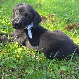 Armel - Black male Giant Schnauzer puppy in Fraziers Bottom, West Virginia from Loyal Hearts Farm / RK's Dobermans