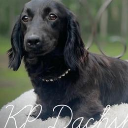Missy - Dachshund