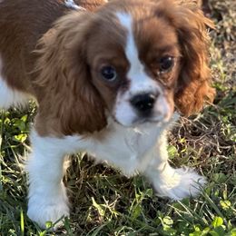 Champ - Ruby Cavalier King Charles Spaniel puppy in Marshall, Arkansas from Kate’s Cavaliers