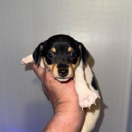 K Pup 3 - White black and tan female Toy Fox Terrier puppy in Clermont, Florida from Debbie Hiles's Toy Fox Terriers