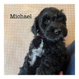 Michael - Schnoodle puppy in North Salt Lake, Utah from Isla Skye Puppies