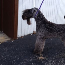 Kerry Blue Terriers from Goodfellas