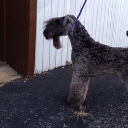 Kerry Blue Terriers from Goodfellas
