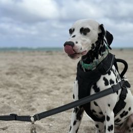 Sally Mae - Dalmatian